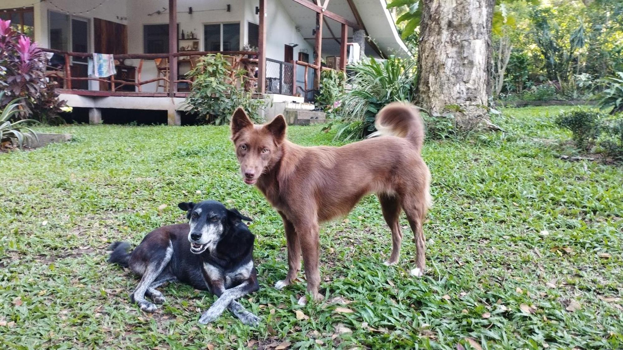 Acacia'S Cottages With Starlink Wifi Mambajao 外观 照片